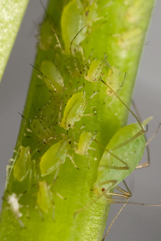 Illustration for article titled Emory Aphids